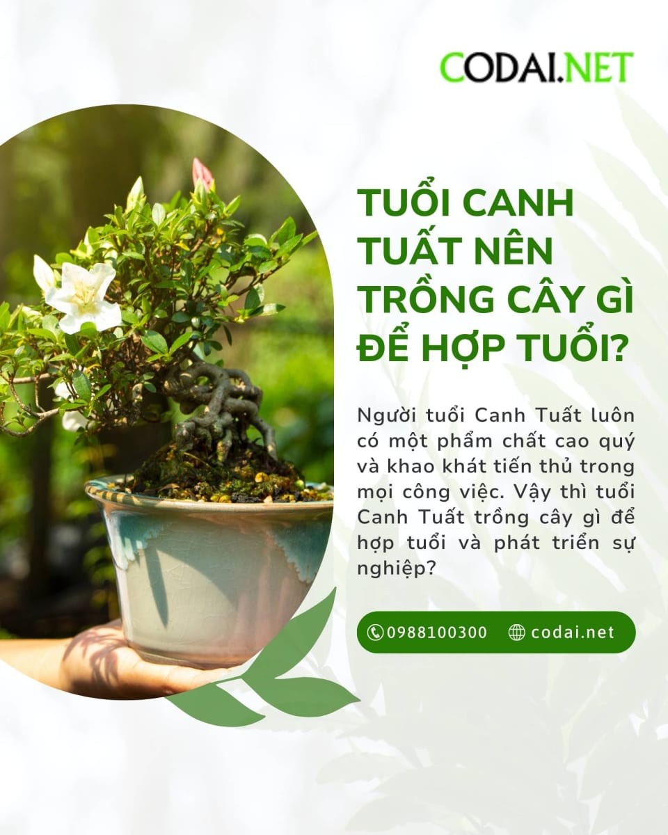 Tuổi canh tuất trồng cây gì trong nhà để hợp tuổi