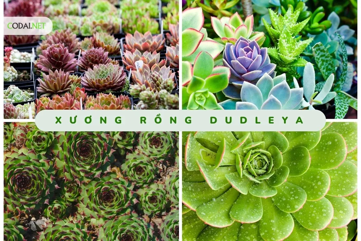 ?  Xương rồng Dudleya là tên gọi chung để chỉ một số loài cây xương rồng thuộc chi Dudleya trong họ Crassulaceae