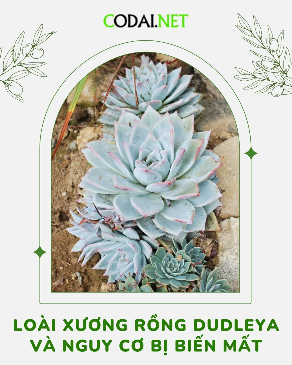 Loài xương rồng Dudleya và nguy cơ biến mất vì bị săn trộm