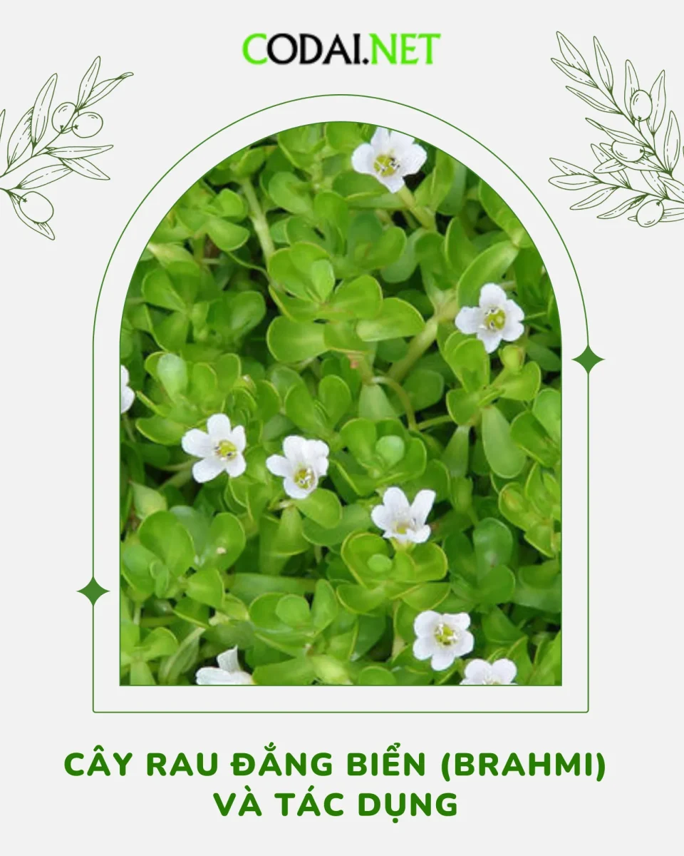 Cây Rau Đắng Biển (Brahmi) và tác dụng