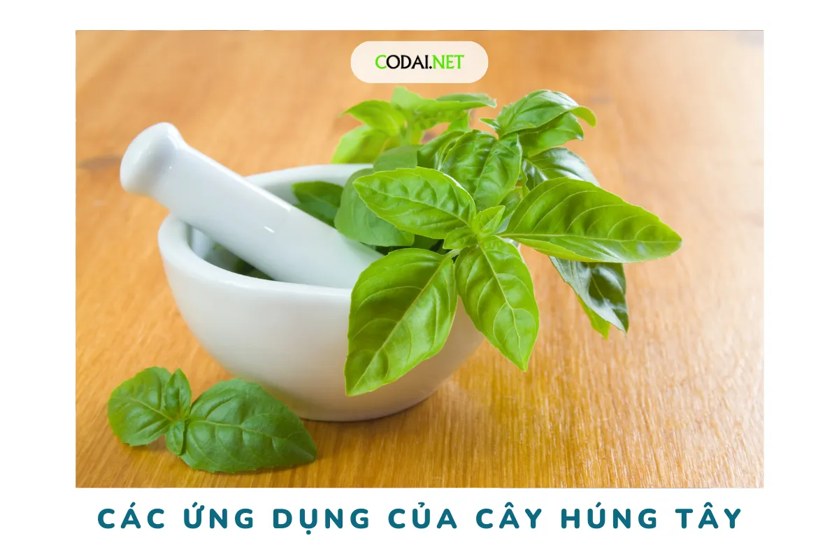 Ứng dụng của rau húng tây