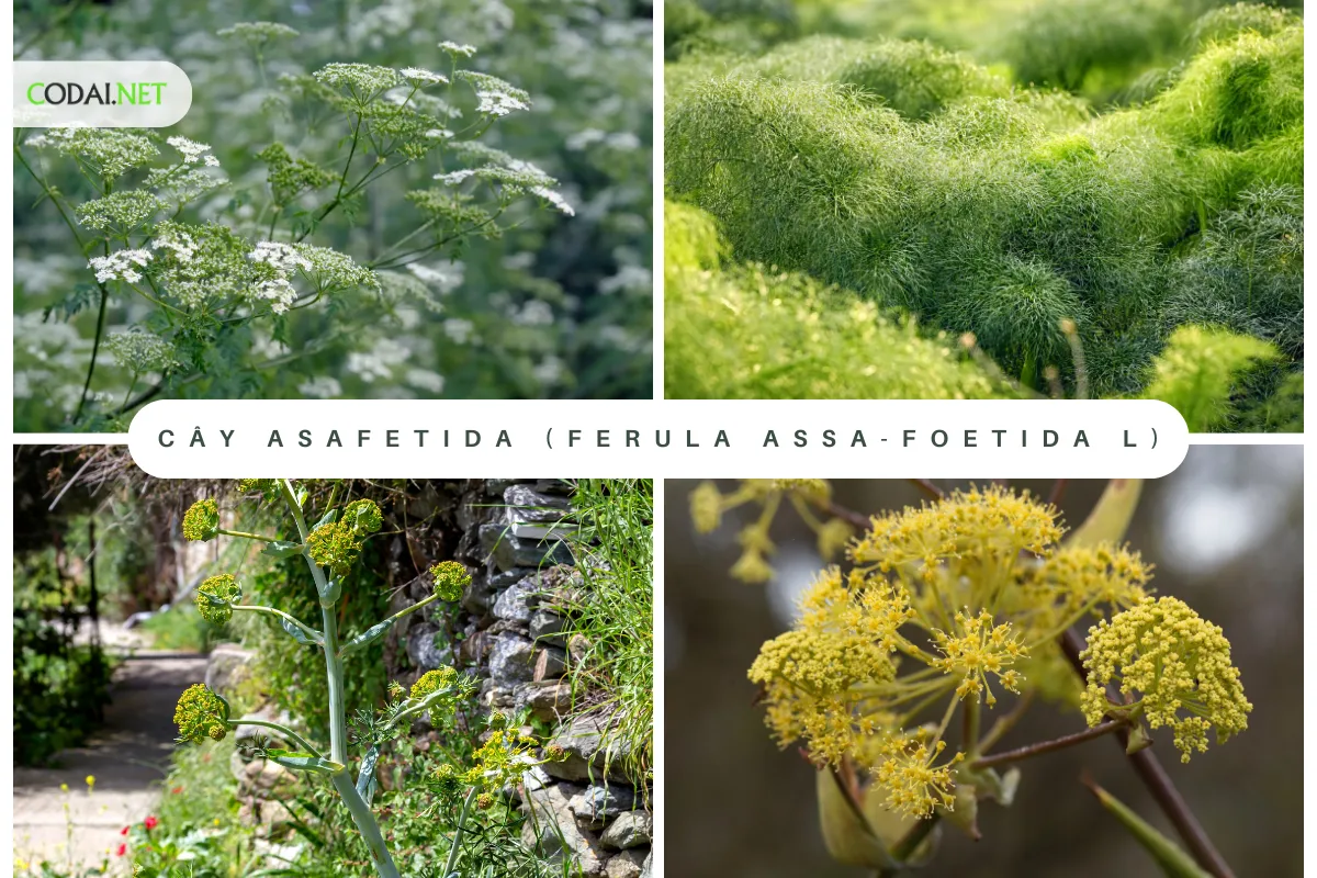  (Ferula Assa-Foetida L) là một loại cây thảo mộc thuộc họ Umbelliferae (Apiaceae)