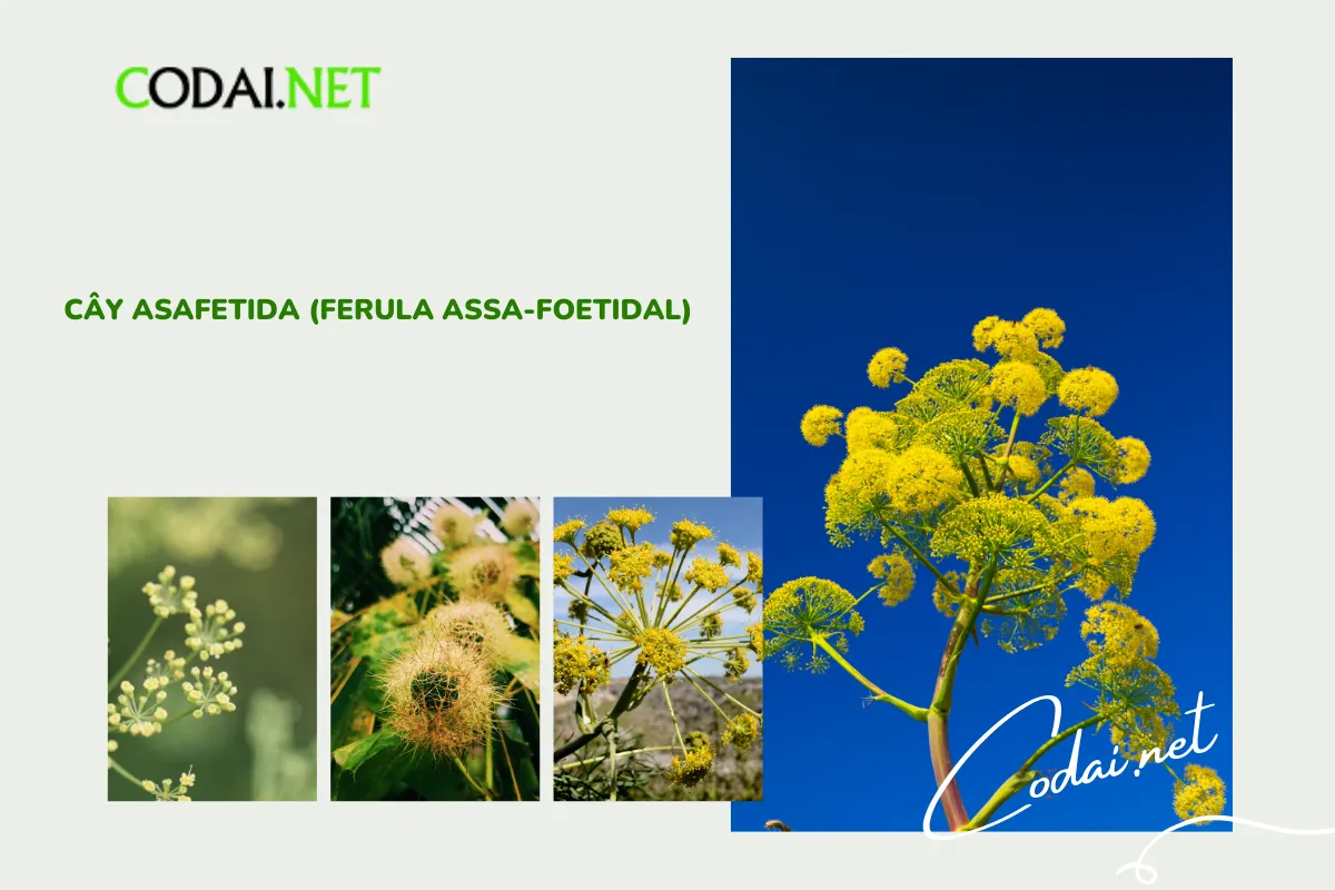Mùa gieo hạt của cây Asafetida đóng vai trò quan trọng trong việc đảm bảo cây phát triển mạnh mẽ và cho ra trái tốt