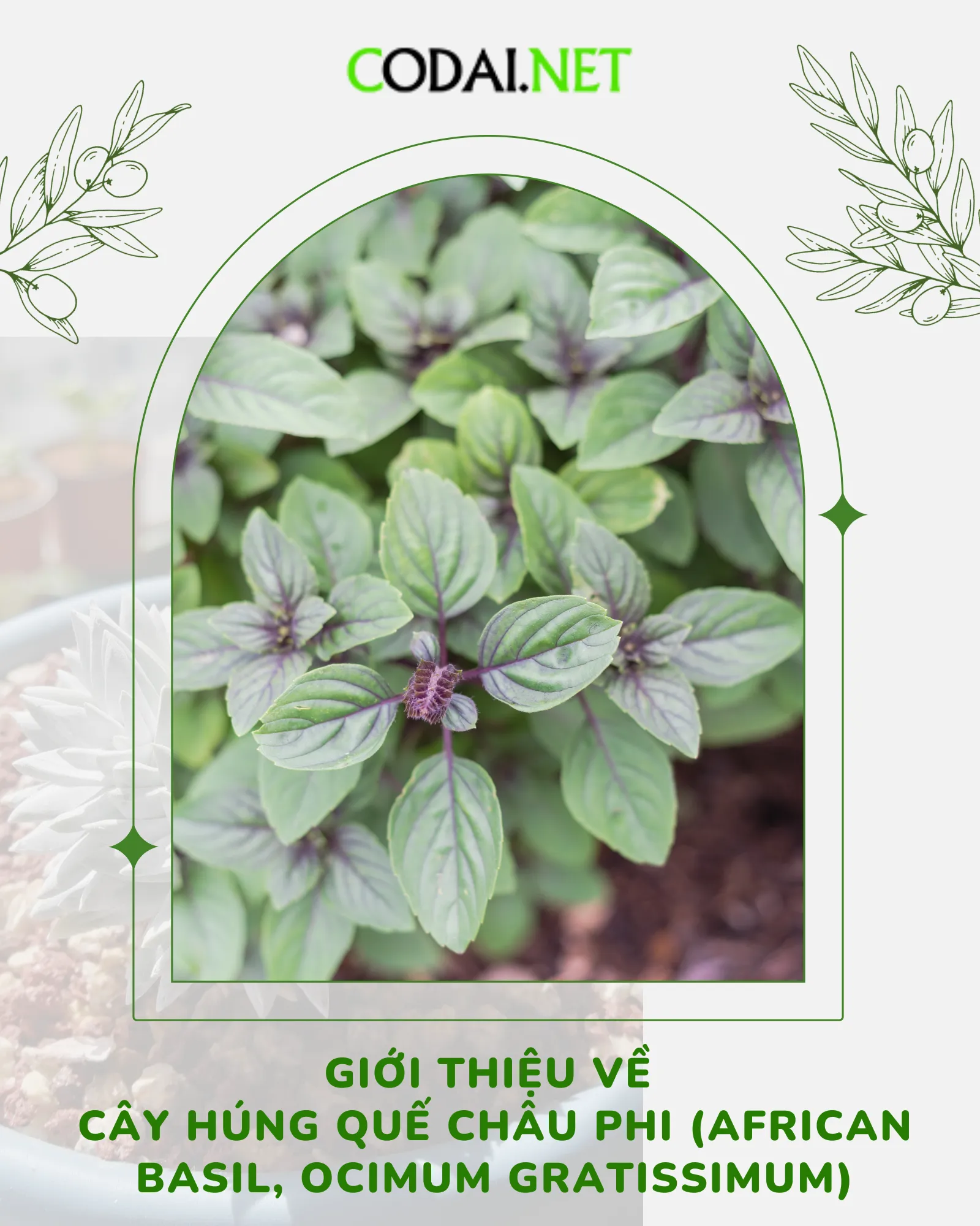 Cây Húng Quế Châu Phi (African Basil) là cây gì?