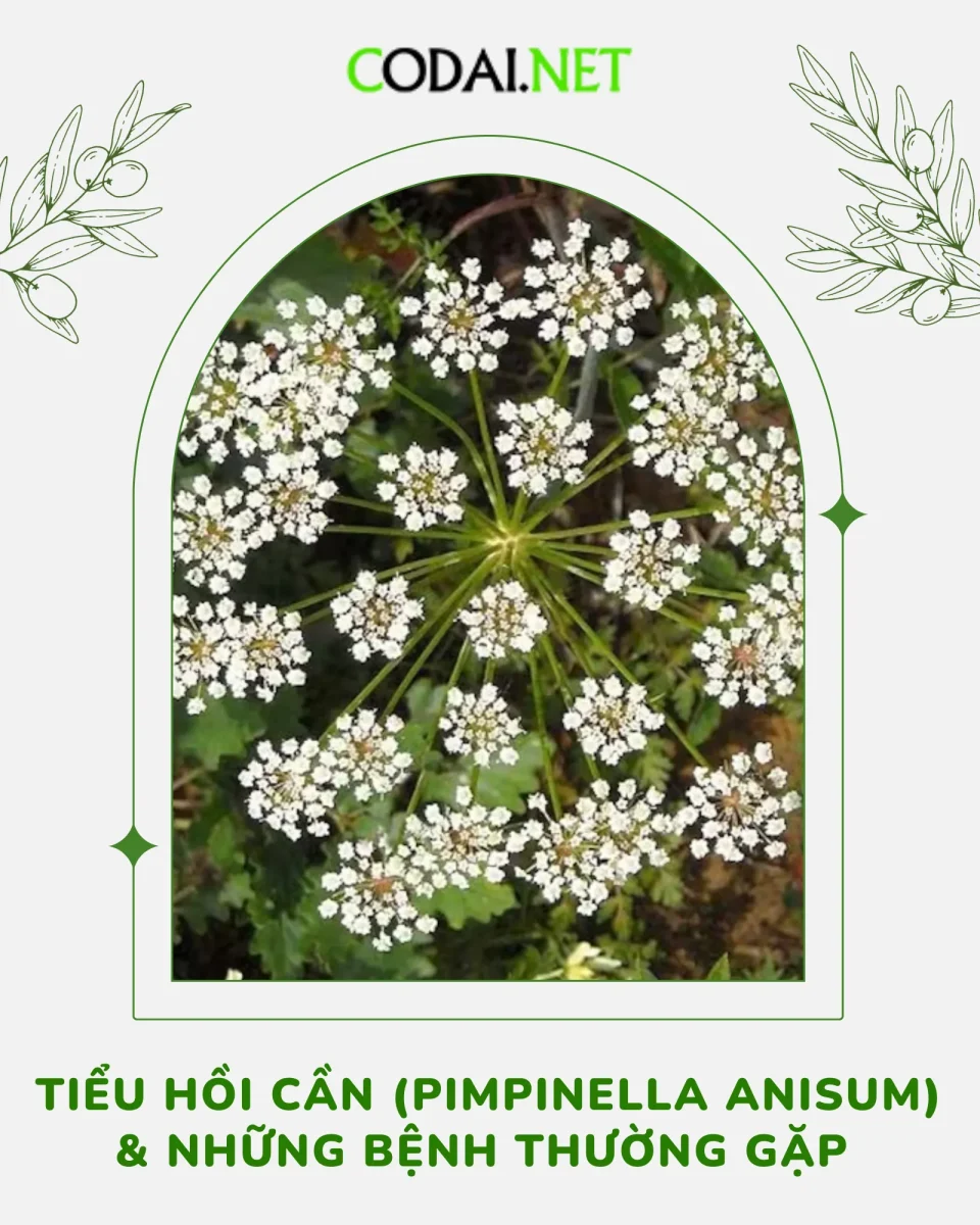 Cây Tiểu Hồi Cần (Pimpinella anisum) và Những bệnh thường gặp