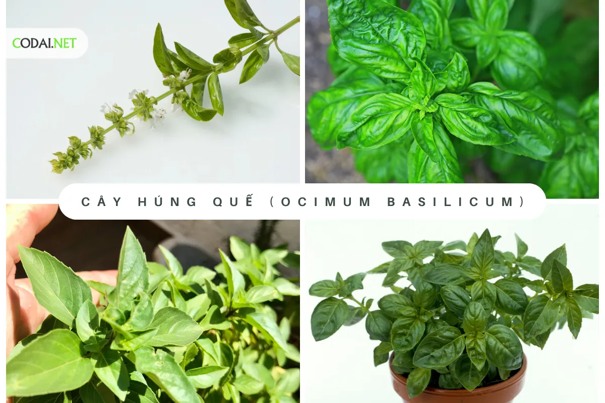  (Ocimum basilicum) là một loại cây thuộc họ Lamiaceae, nổi tiếng với lá mọc ngược đặc trưng và mùi thơm ngon đặc biệt