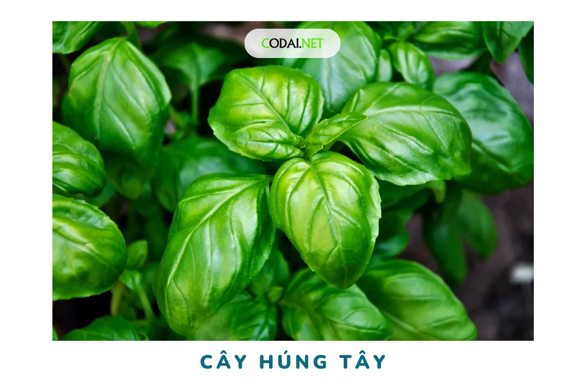 Cây húng tây