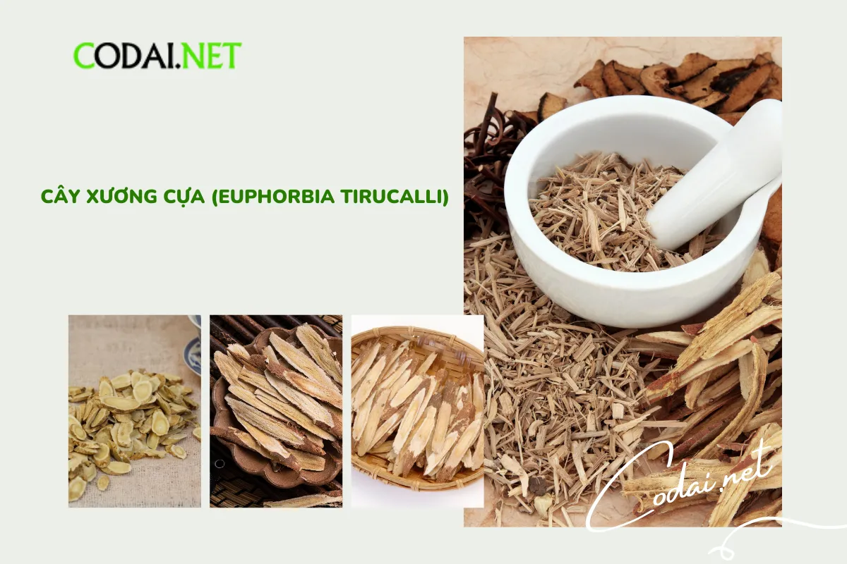 Một trong những lợi ích đáng chú ý của cây Xương Cựa (Euphorbia Tirucalli) là khả năng giúp kiểm soát lượng đường trong máu