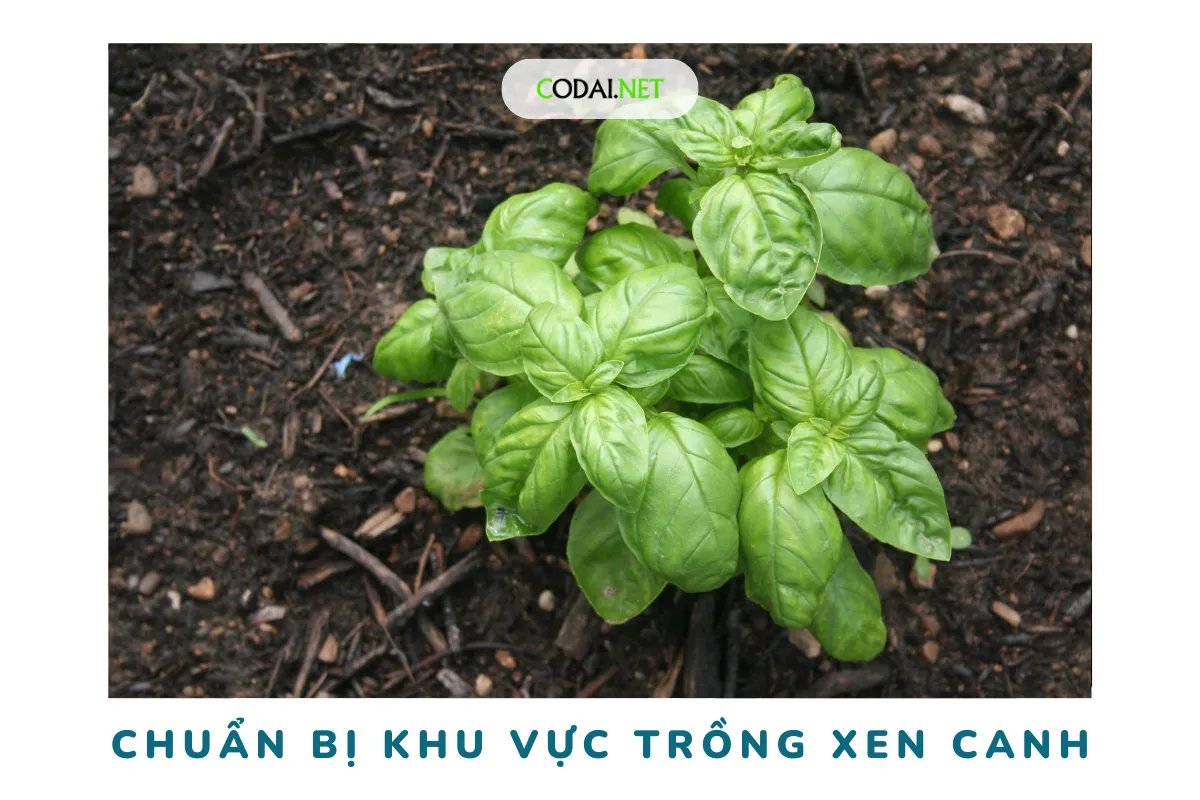 Chuẩn bị khu vực trồng xen canh