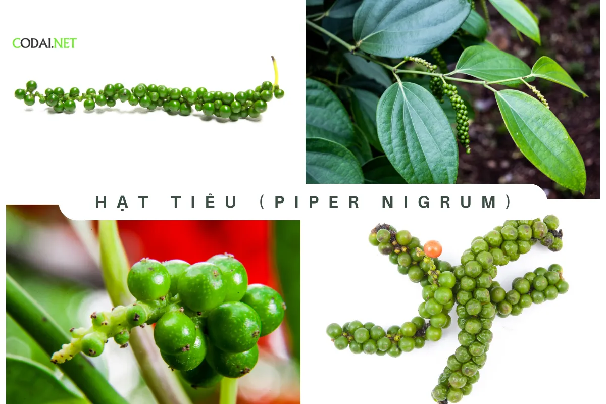 Hạt tiêu là một loại gia vị được làm từ quả hạt của cây tiêu (Piper nigrum).