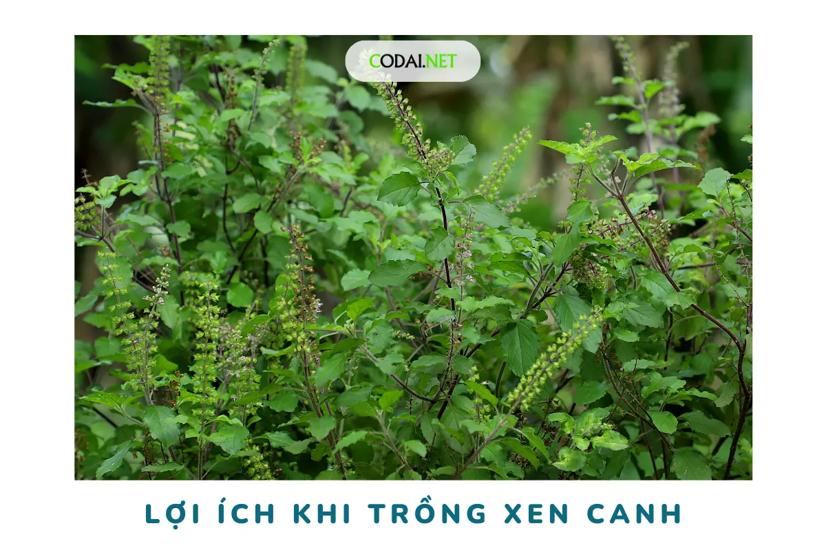 Lợi ích trồng cây húng tây