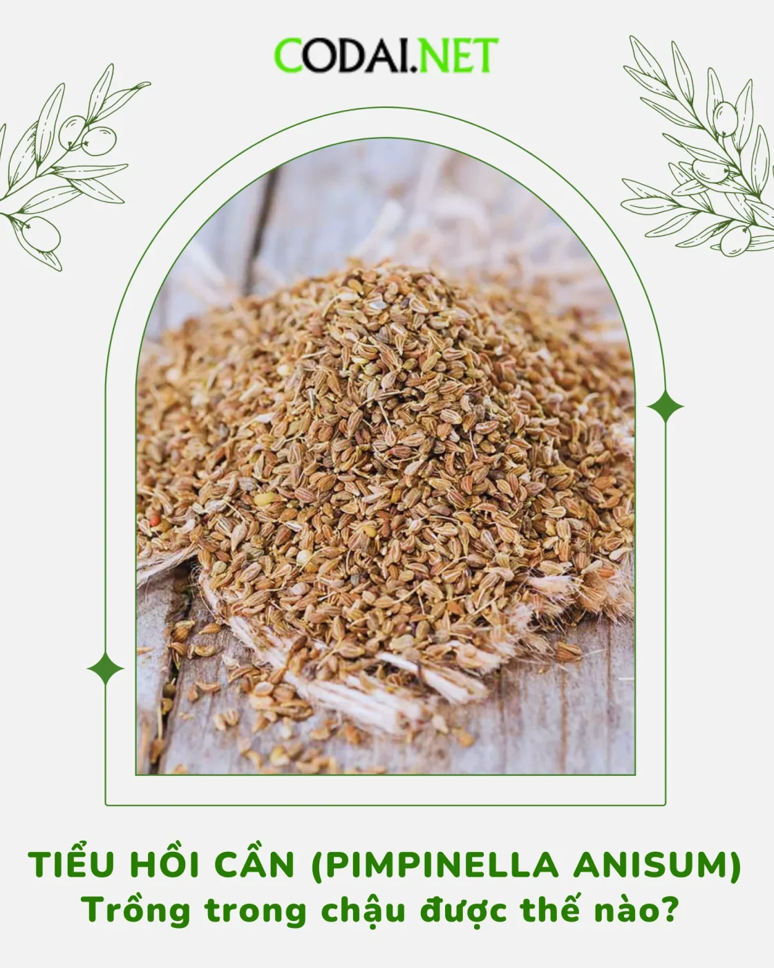 Phương pháp trồng Tiểu Hồi Cần (Pimpinella anisum) trong chậu 1