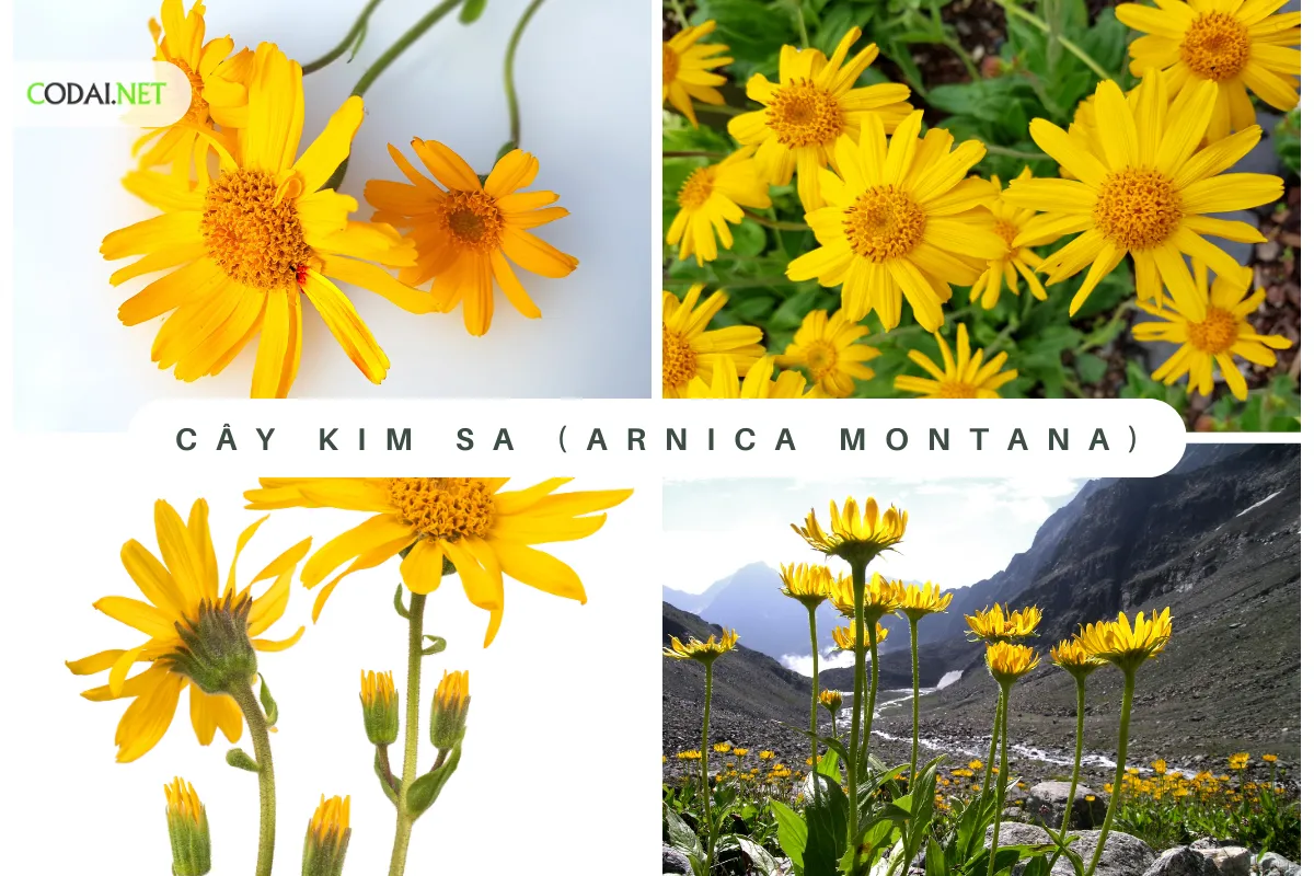 Cây Kim Sa có tên khoa học là Arnica Montana, là một loài cây thuộc họ Cúc (Asteraceae)