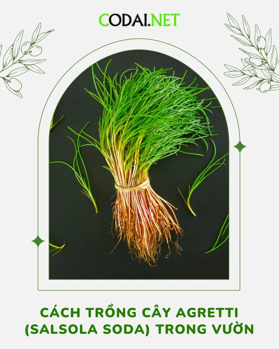 Cách trồng cây Agretti (Salsola Soda) trong vườn