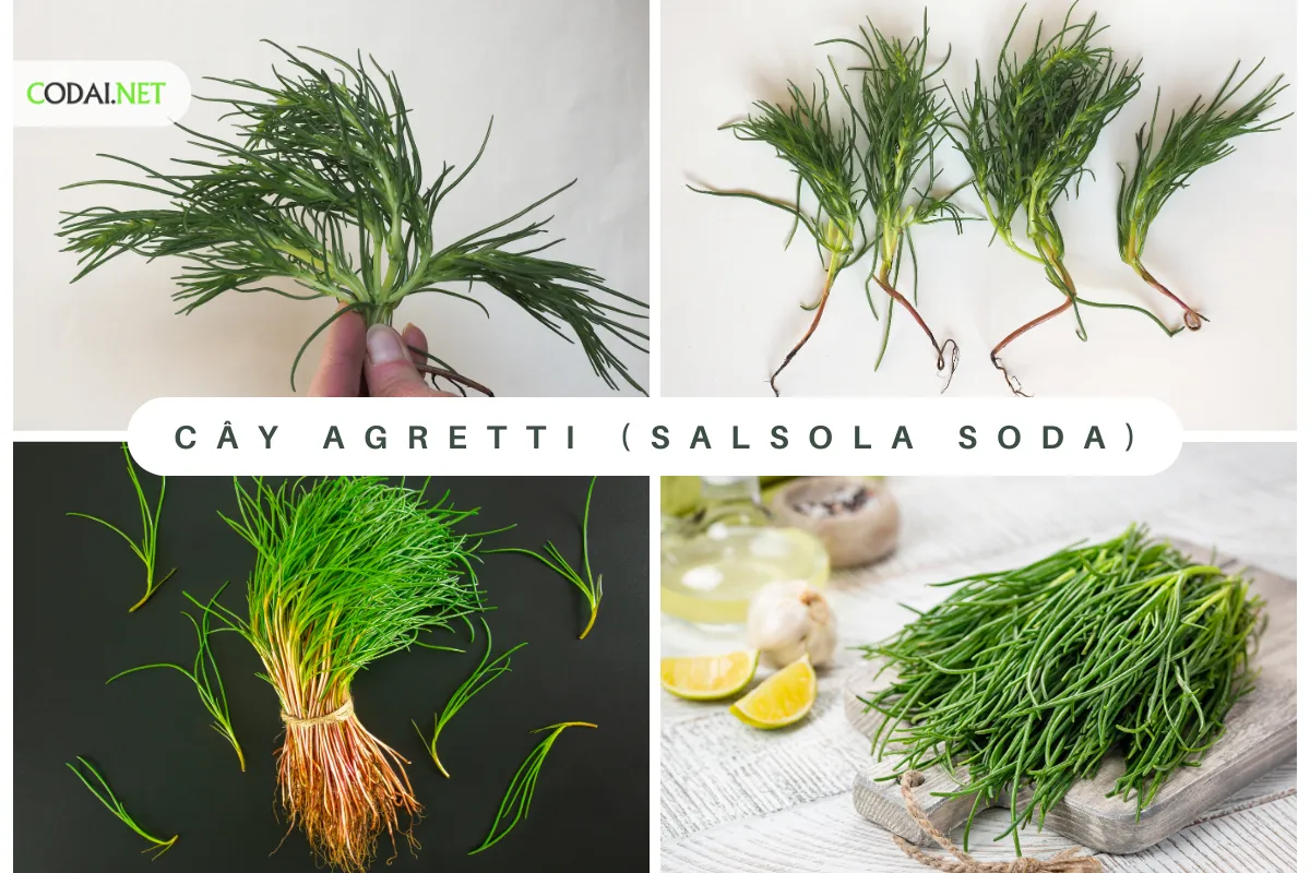 Cây Agretti, còn được gọi là Salsola Soda, là một loại cây thảo mộc