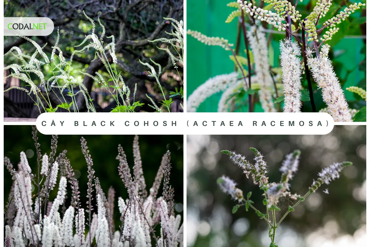Cây Black Cohosh (tên khoa học là Actaea racemosa) là một loại cây thảo dược có nguồn gốc ở vùng đông bắc của Bắc Mỹ, chủ yếu trong các khu vực rừng và vùng núi