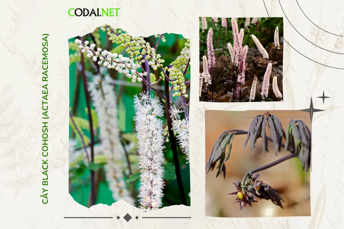 Trong cảnh vườn nhà, cây Black Cohosh (Actaea racemosa) không chỉ mang lại sự đa dạng màu sắc và vẻ đẹp tươi tắn mà còn là một phần của di sản tự nhiên