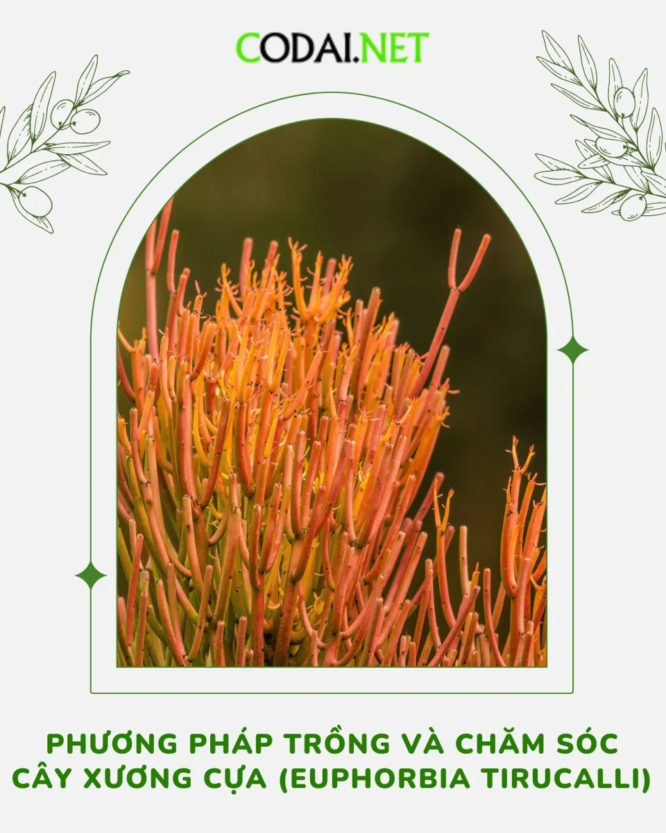 Phương pháp trồng và chăm sóc cây Xương Cựa (Euphorbia Tirucalli)