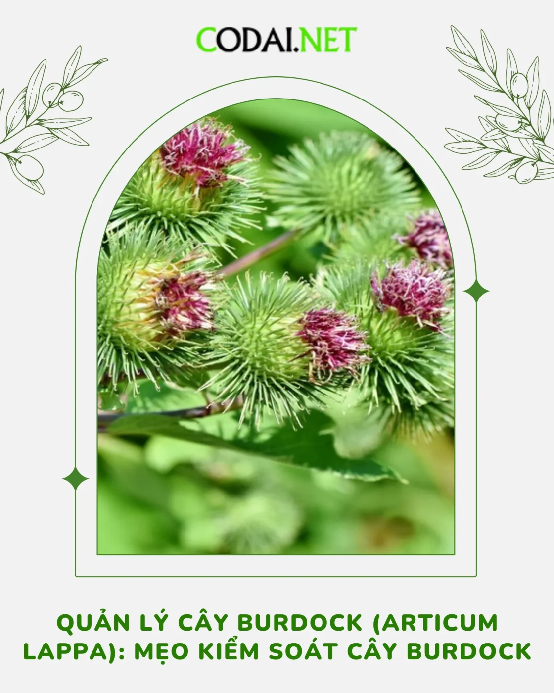 Ảnh bìa Quản lý cây Burdock (Articum lappa) Mẹo kiểm soát cây Burdock
