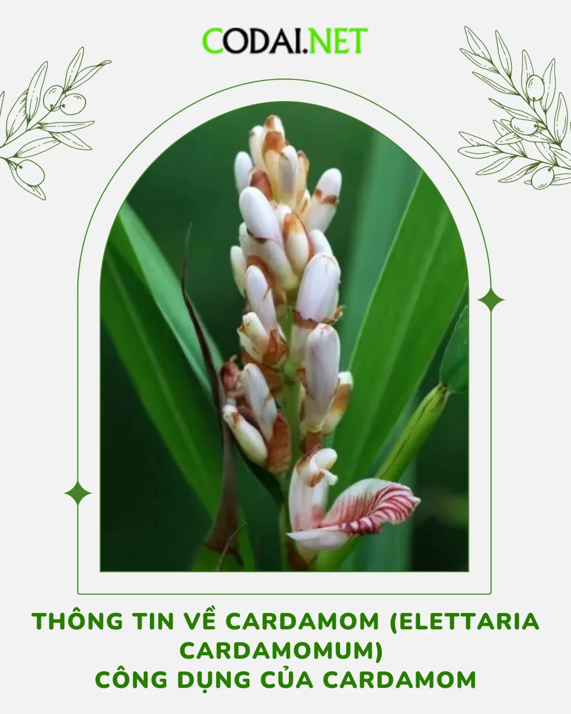 Ảnh bìa Thông tin về Cardamom (Elettaria Cardamomum) Công dụng của Cardamom