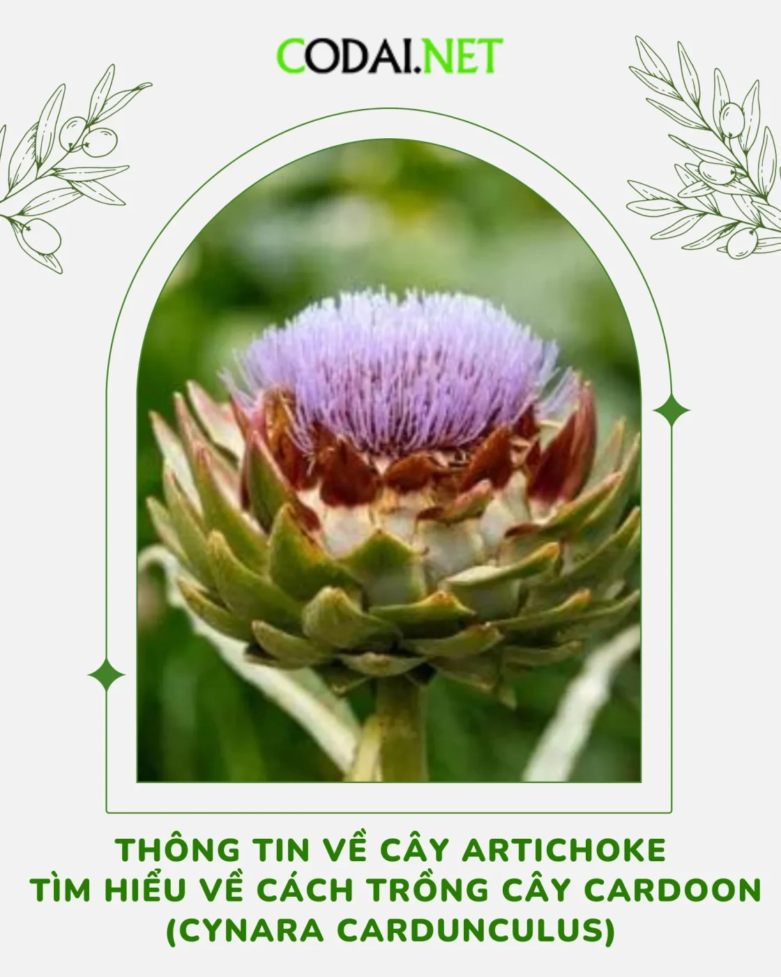 Ảnh bìa Thông tin về cây Artichoke Tìm hiểu về cách trồng cây Cardoon (Cynara cardunculus)
