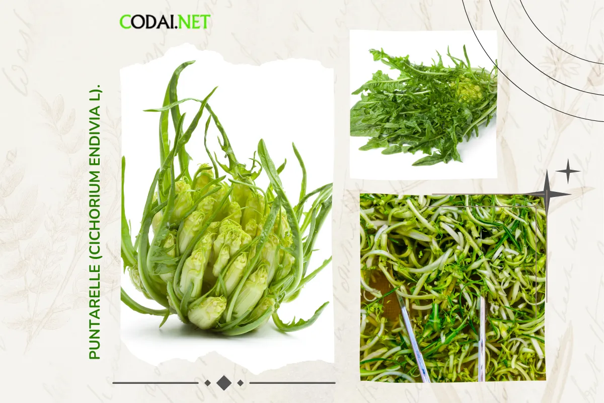 Puntarelle là một loại rau diếp xoăn, được giới thiệu như là một lựa chọn thú vị cho những người yêu thích rau arugula trong salad của mình
