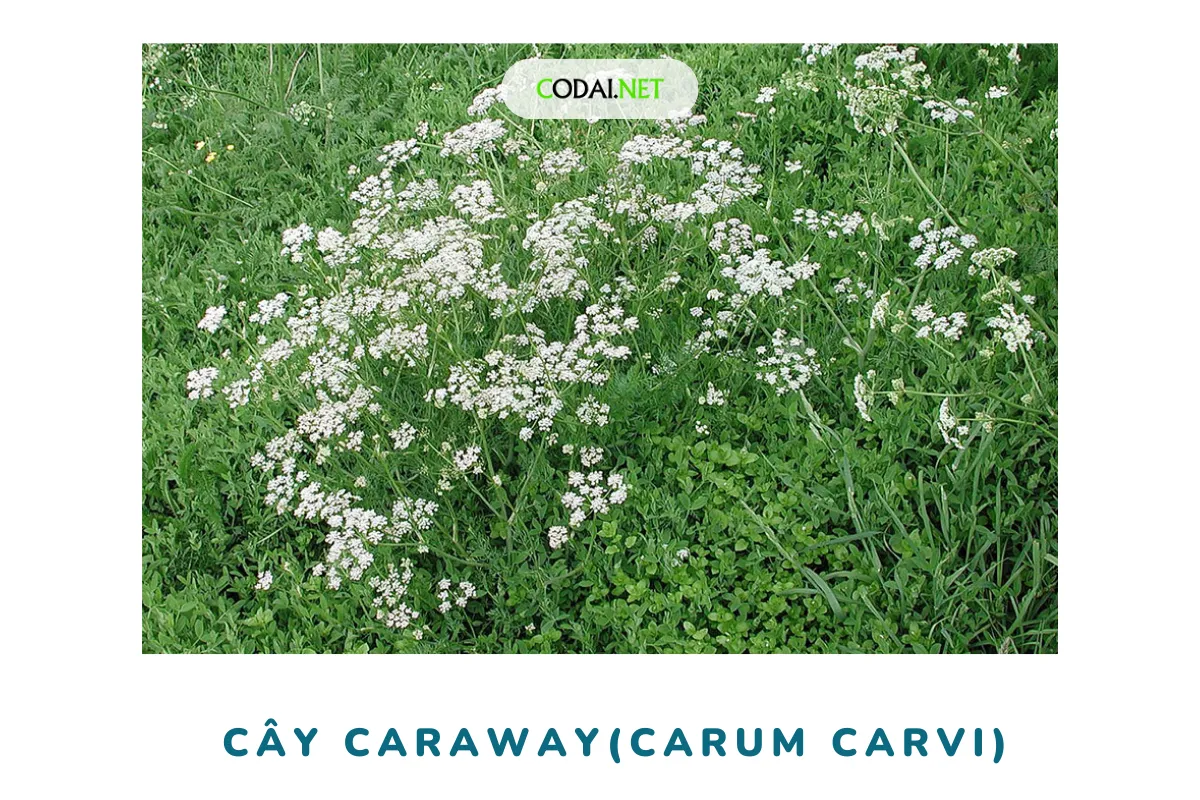 Khả năng chịu lạnh của cây Caraway 