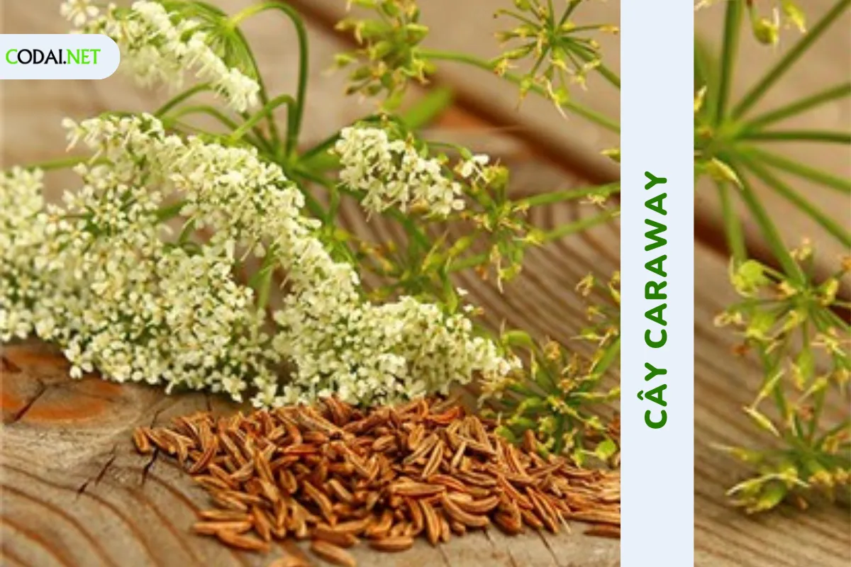 Trồng cây Caraway (Carum carvi) lấy hạt có rất nhiều lợi ích