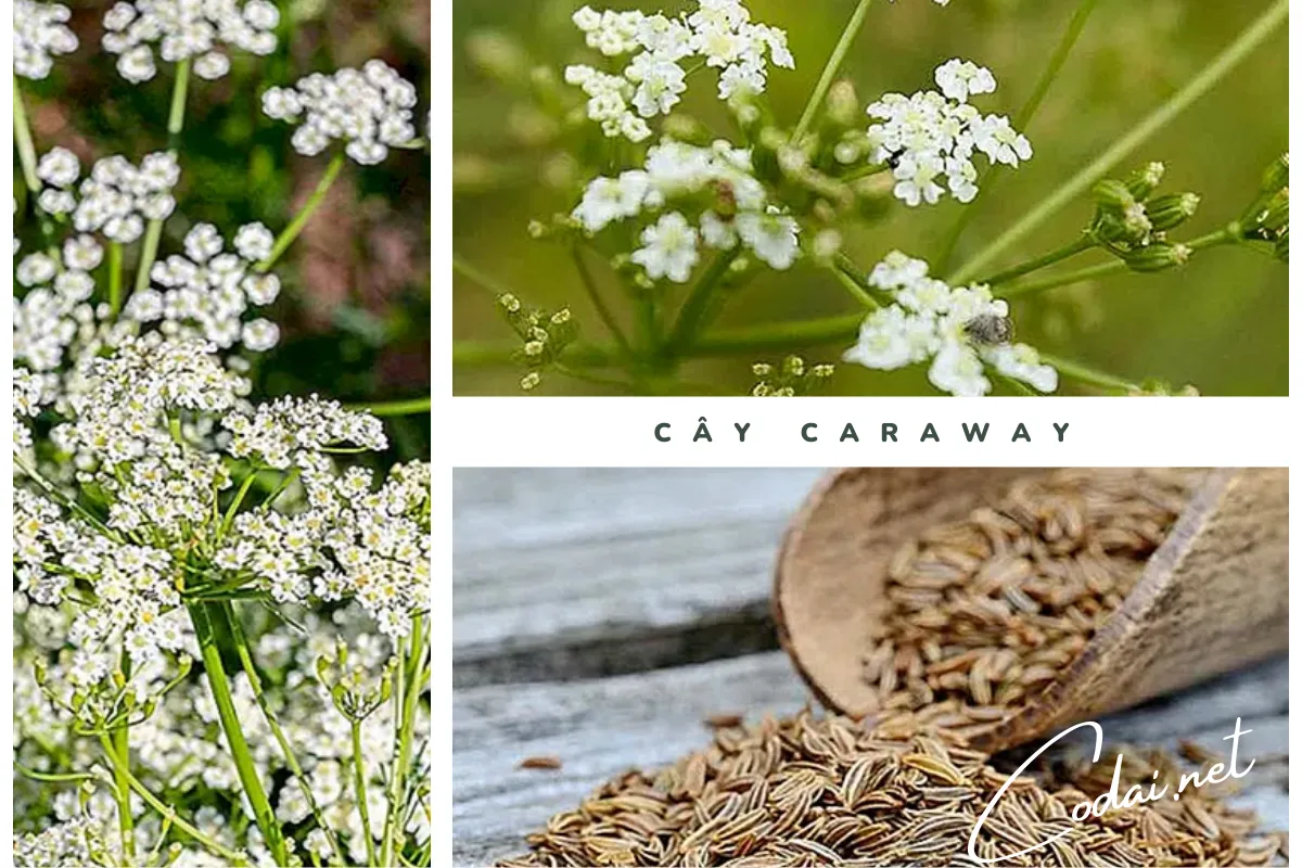 Cây Caraway (Carum carvi) được sử dụng như một loại gia vị