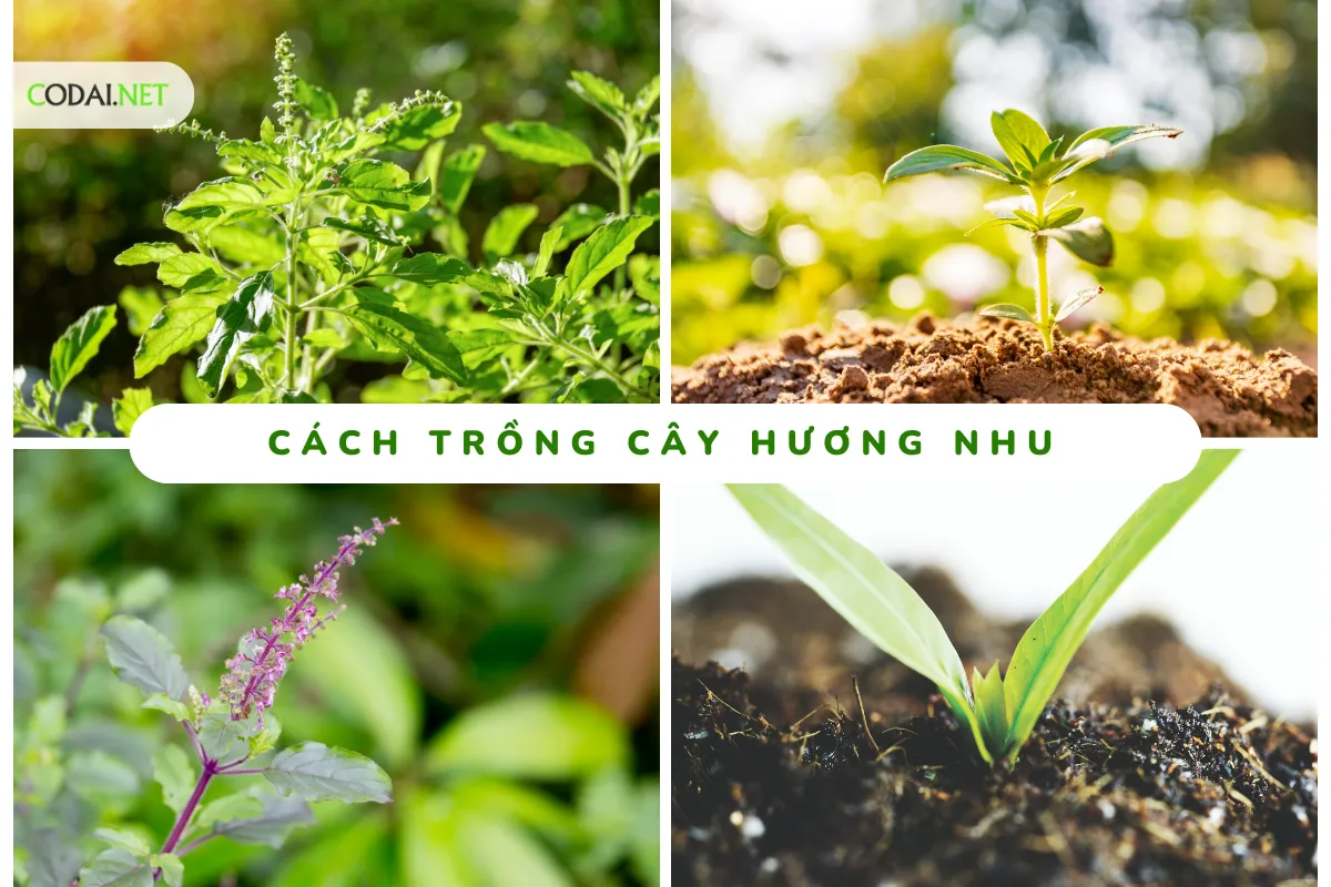 Cách trồng cây Hương Nhu (Holy Basil, Ocimum tenuiflorum)