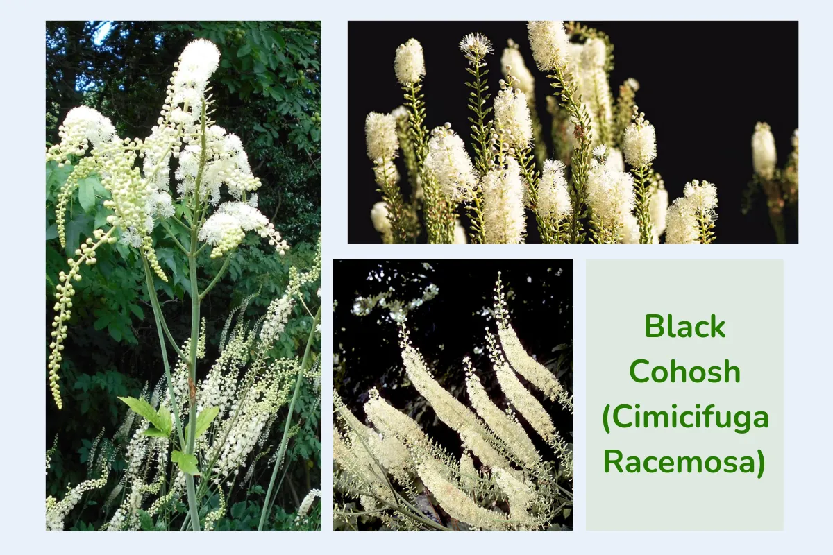 Hiện nay, cây Black Cohosh (Cimicifuga Racemosa, Actaea Racemosa) được ứng dụng nhiều làm dược liệu chữa bệnh