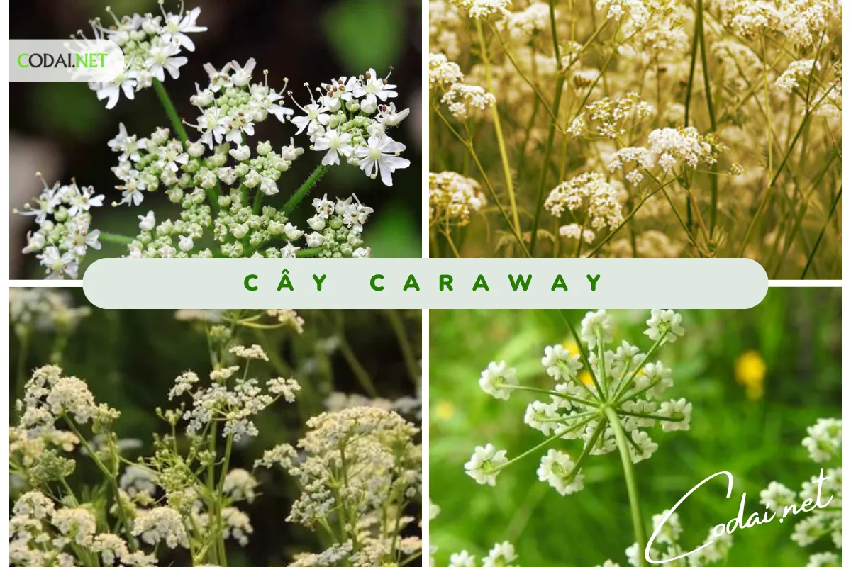 Cây Caraway (Carum carvi ) sống được bao lâu: hai năm hay hàng năm 