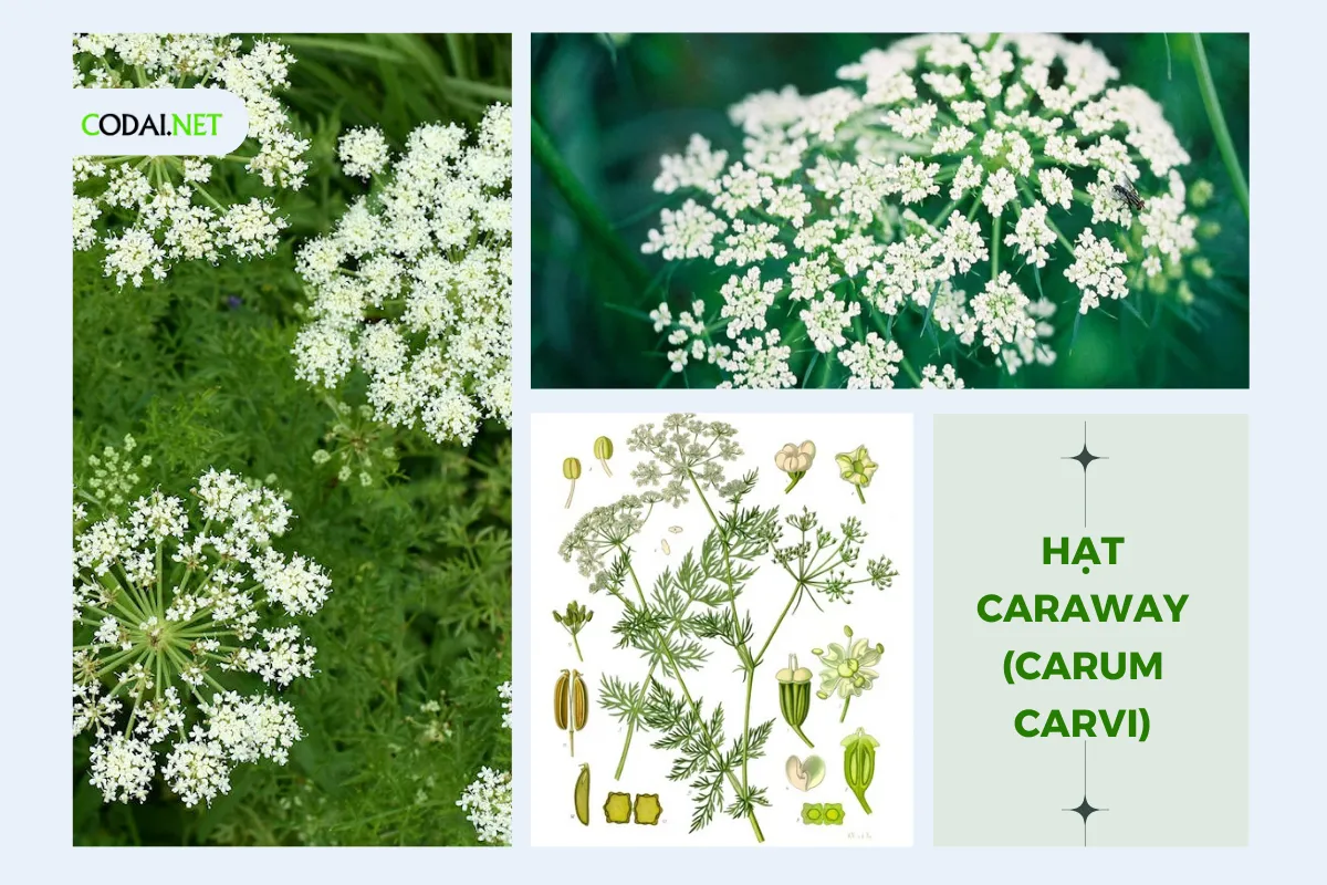 Thu hoạch cây Caraway (Carum carvi ) sống được bao lâu Cây Caraway hai năm và hàng năm