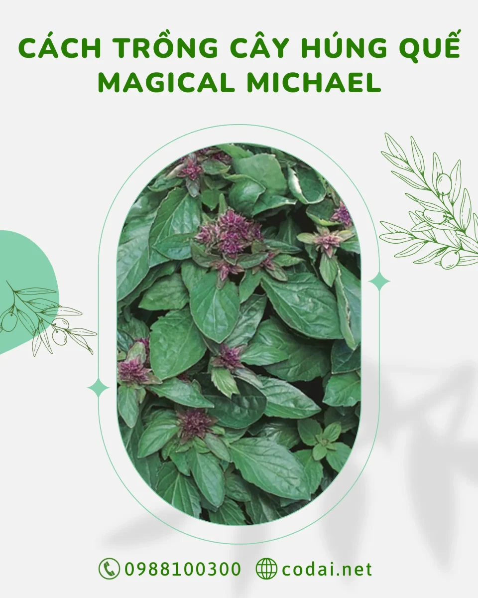 Cây Húng Quế Magical Michael là gì Cách trồng cây Húng Quế Magical Michael