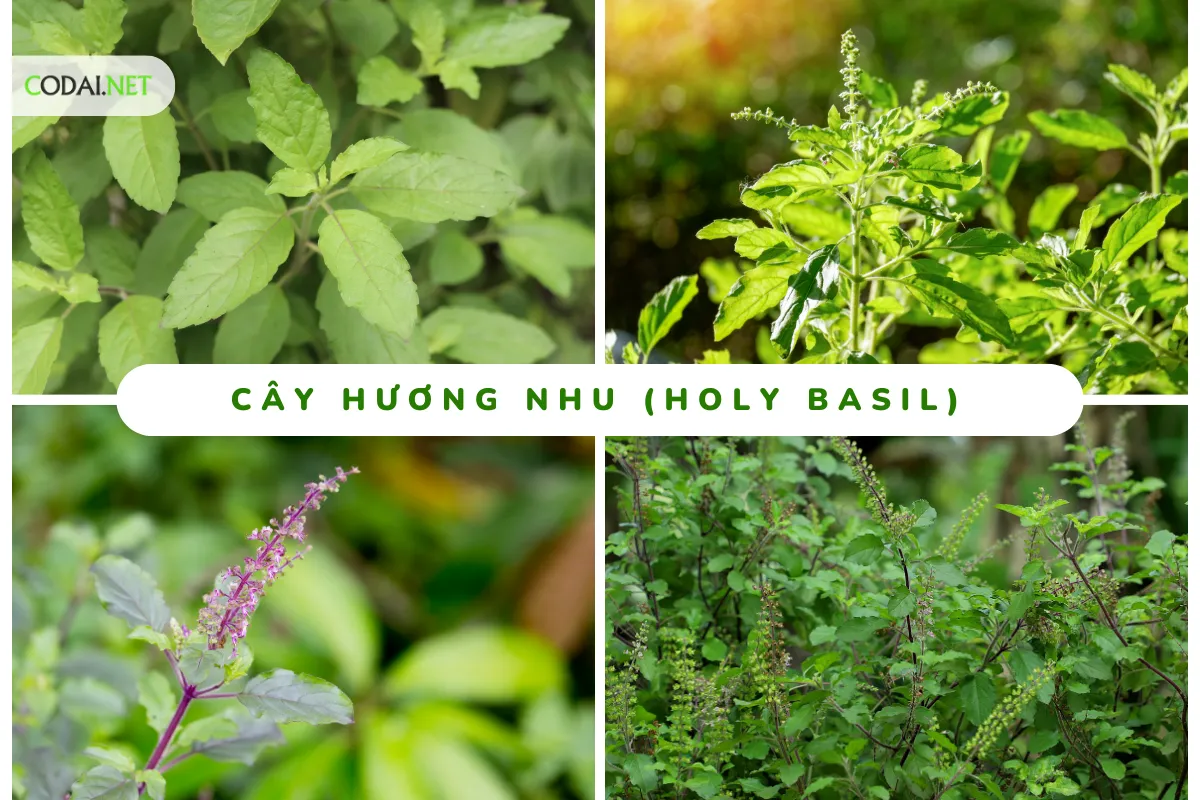 Cây Hương Nhu (Holy Basil, Ocimum tenuiflorum)