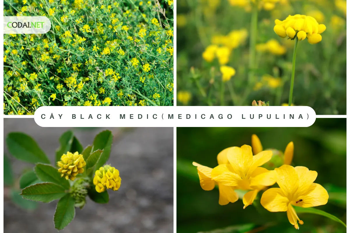 Cây Black Medic (Medicago lupulina) thường được xem như một loại cỏ hoặc cây cỏ thường xanh thuộc họ đậu (Fabaceae)