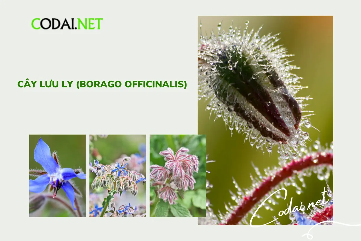 Trồng kết hợp với cây Lưu Ly (Borago Officinalis) mang lại nhiều ưu điểm quan trọng cho vườn của bạn