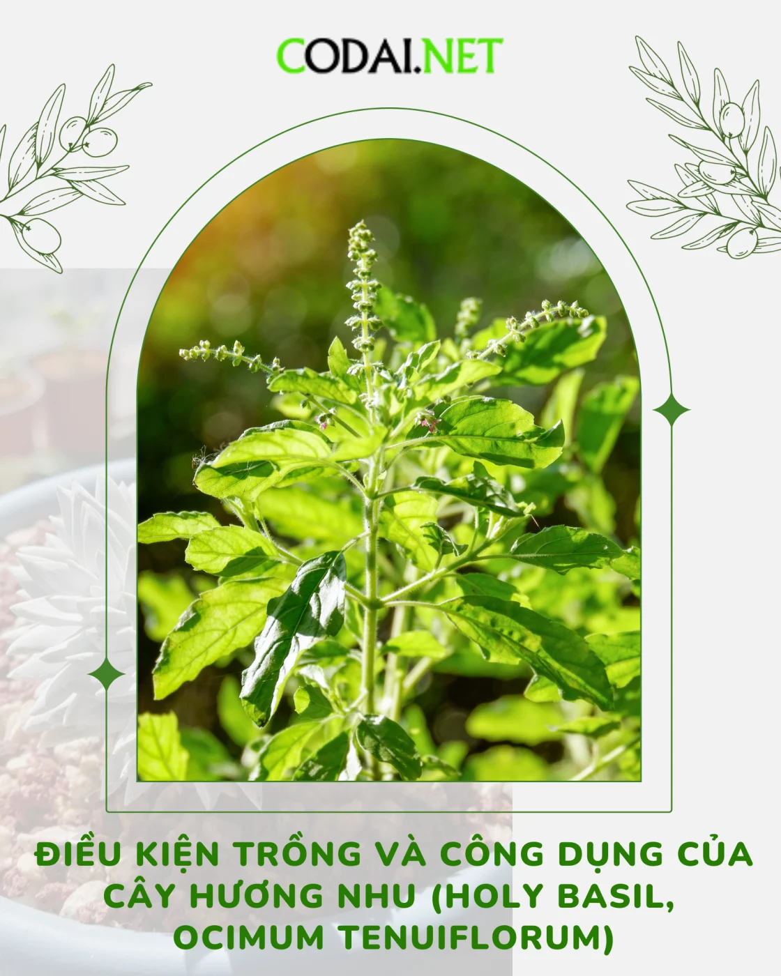 Điều kiện trồng và công dụng của cây Hương Nhu Holy Basil Ocimum tenuiflorum