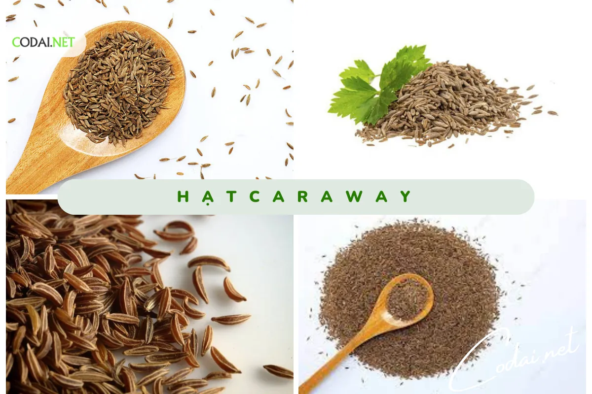 Gieo hạt cây Caraway (Carum carvi) đem lại rất nhiều lợi ích