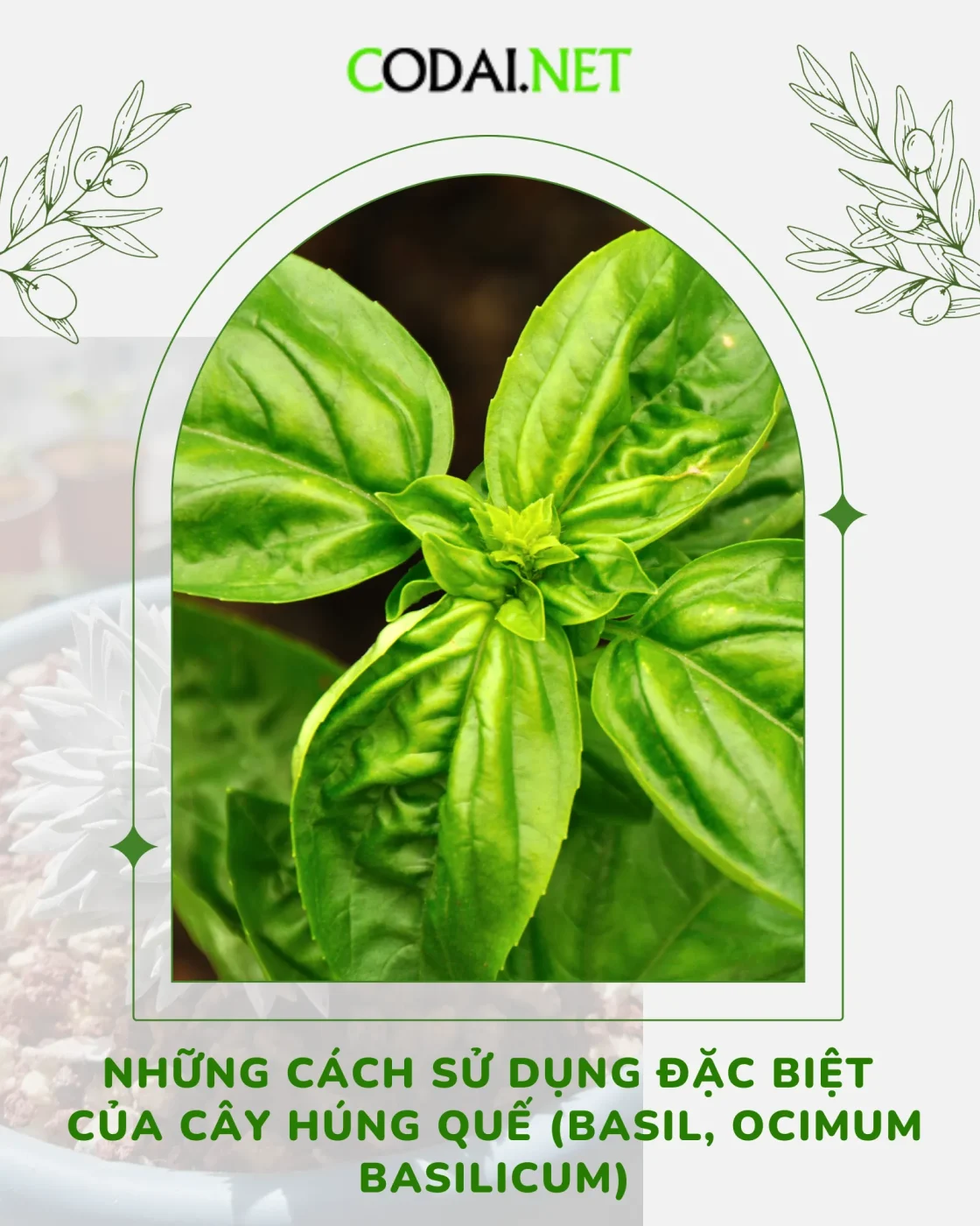 Những cách sử dụng đặc biệt của cây Húng Quế (Basil, Ocimum basilicum)