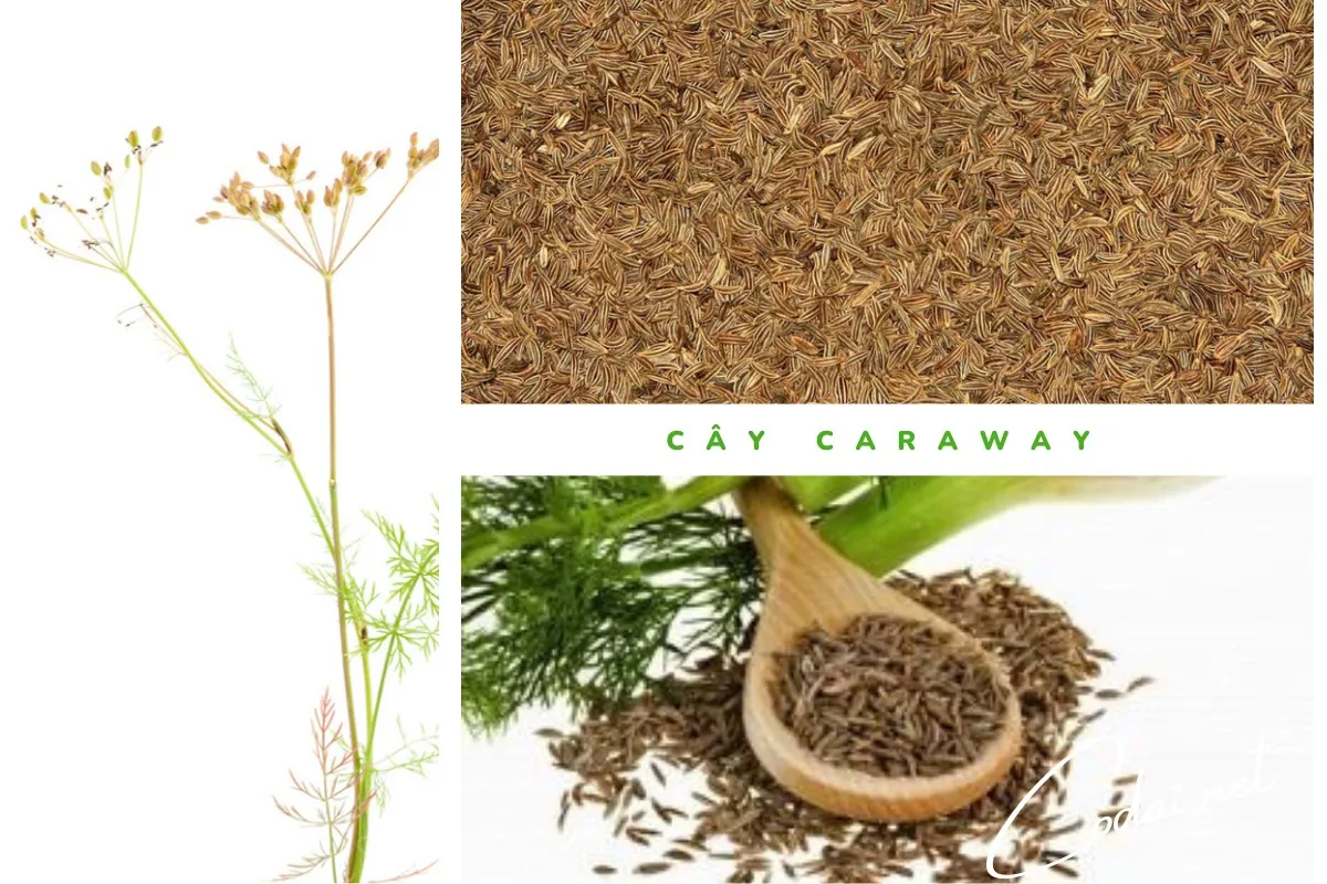 Cây Caraway (Carum carvi) trồng lấy hạt gặp bệnh nấm 