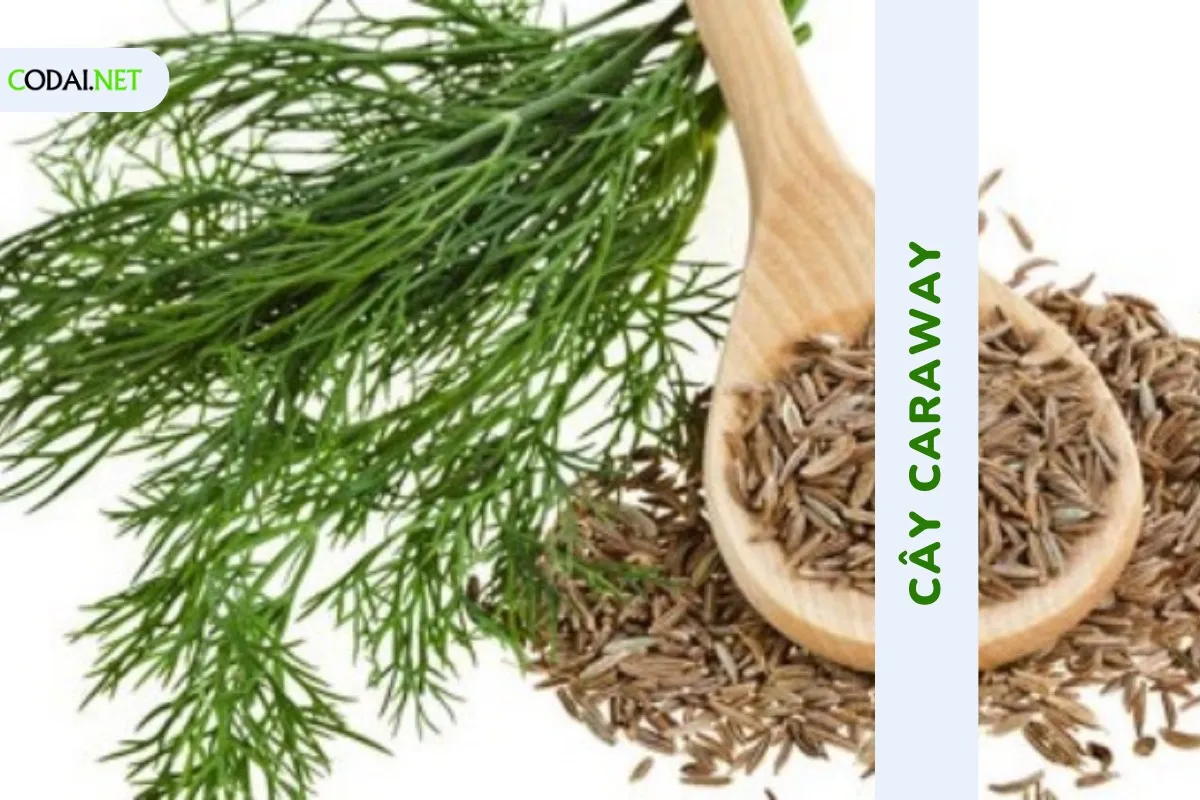 Trồng cây Caraway (Carum carvi) không thể tránh khỏi những bệnh nấm hay bệnh thời tiết