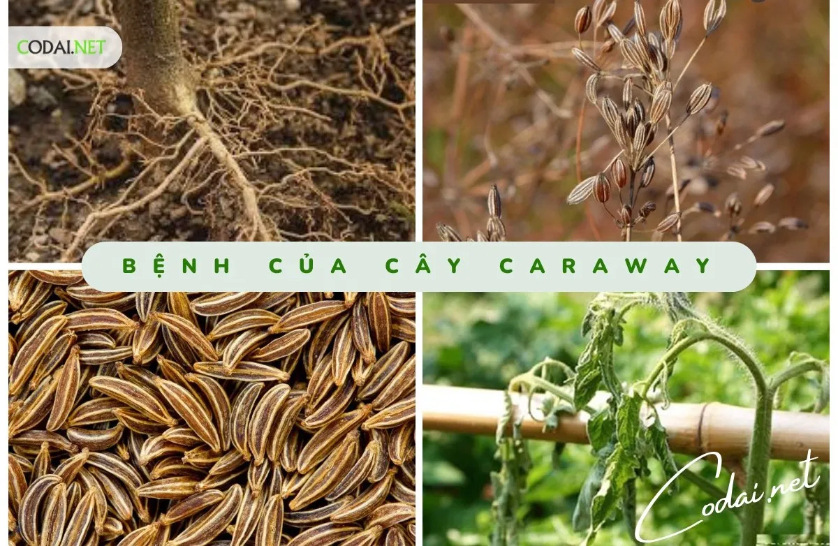 Những triệu chứng bệnh khiến cây Caraway (Carum carvi) héo hoặc chết