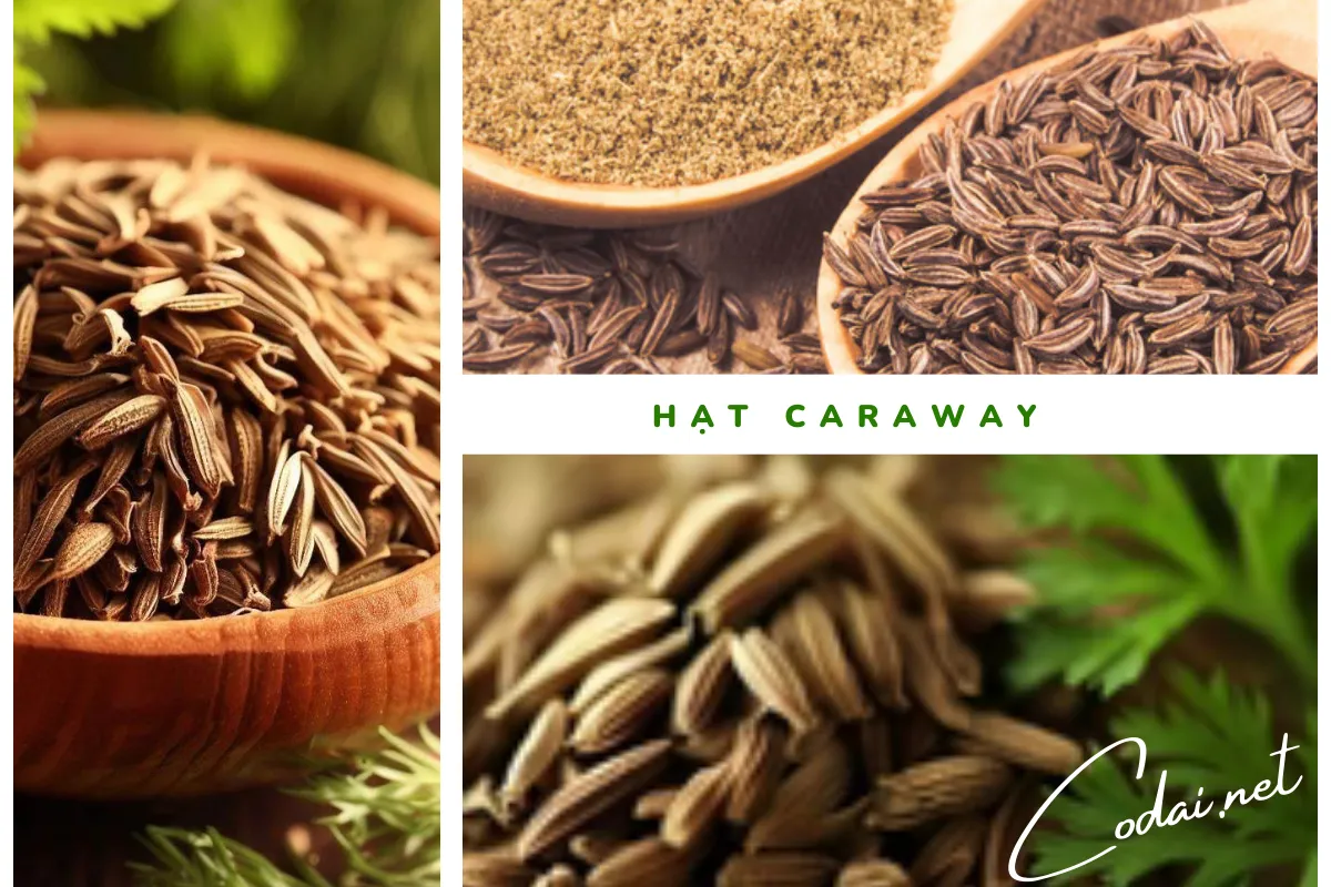 Sử dụng hạt Caraway (Carum carvi) làm nguyên liệu ẩm thực 