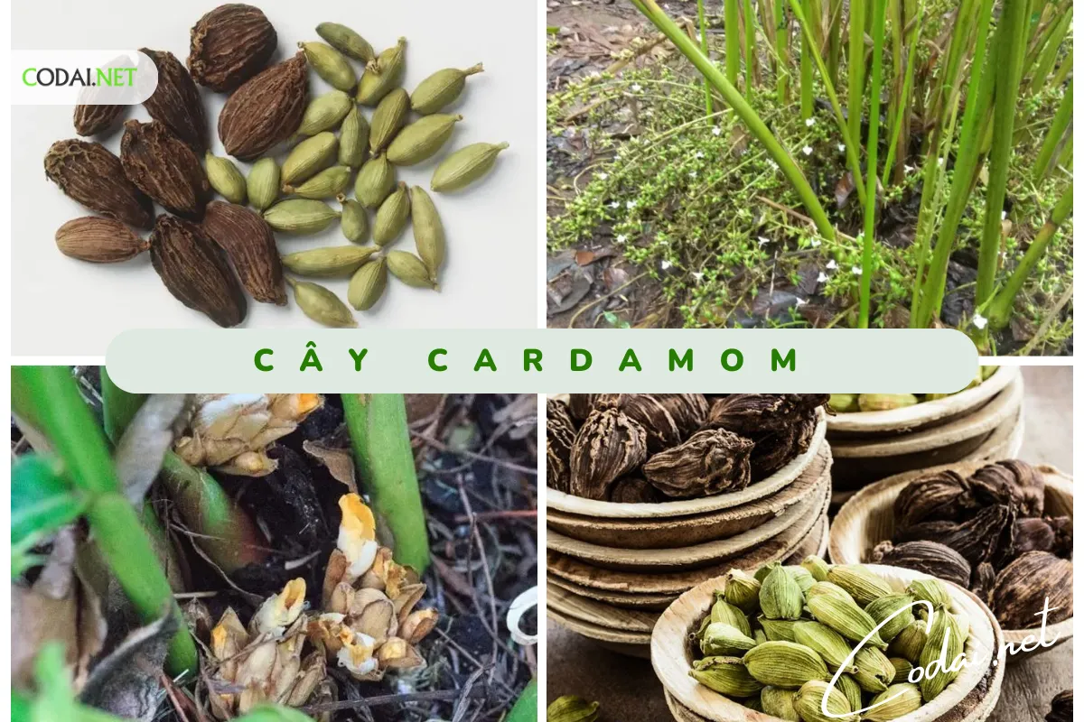 Mẹo trồng Cardamom 