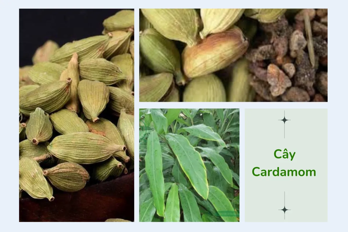 Cardamom (Elettaria Cardamomum) có nhiều lợi ích về y học và thực phẩm