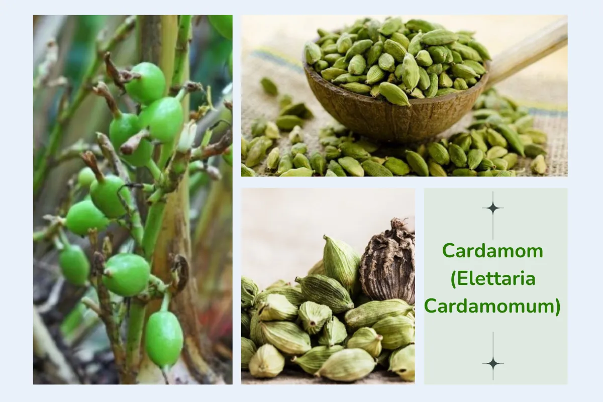 Thông tin về Cardamom (Elettaria Cardamomum) 