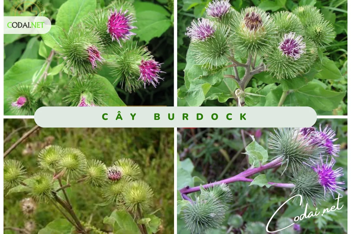 cây Burdock (Articum lappa) có công dụng trong y học, ẩm thực và nghiên cứu khoa học