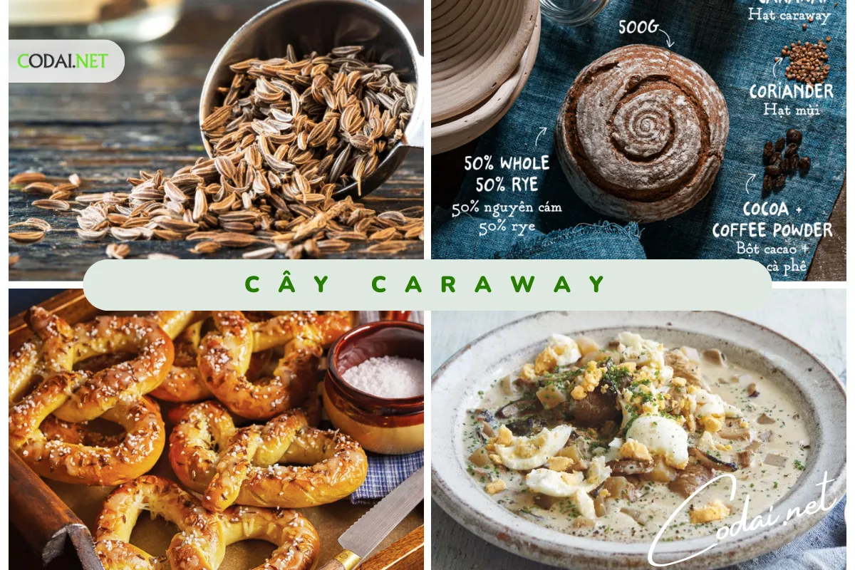 Hạt Caraway (Carum carvi) dùng làm gia vị cho ẩm thực