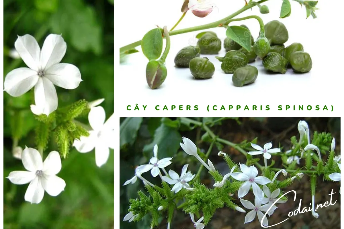 Cây Capers (Capparis spinosa) được trồng bằng biện pháp gieo hạt và giâm cành